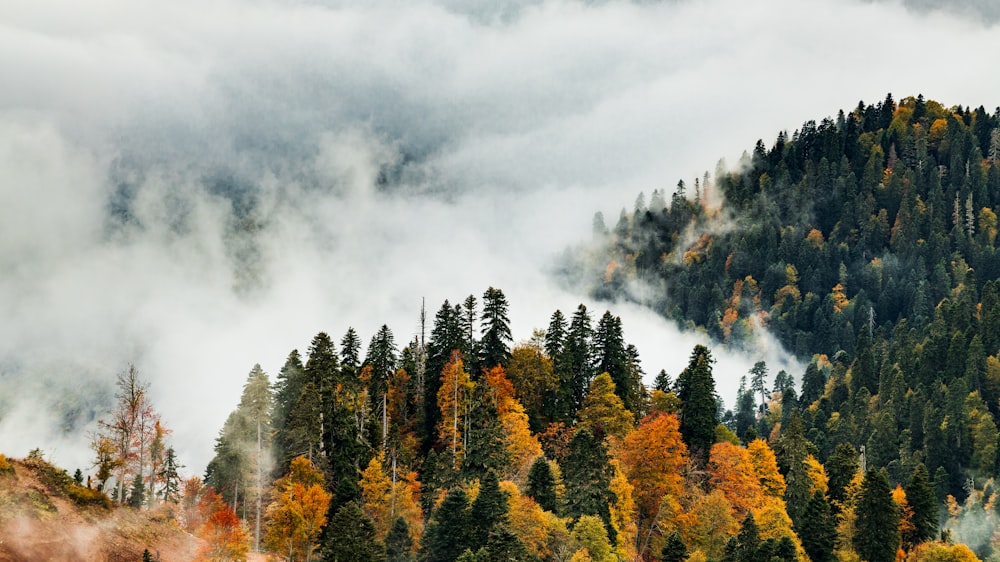 a forest of trees