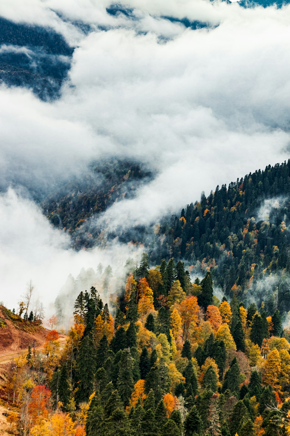 a forest of trees