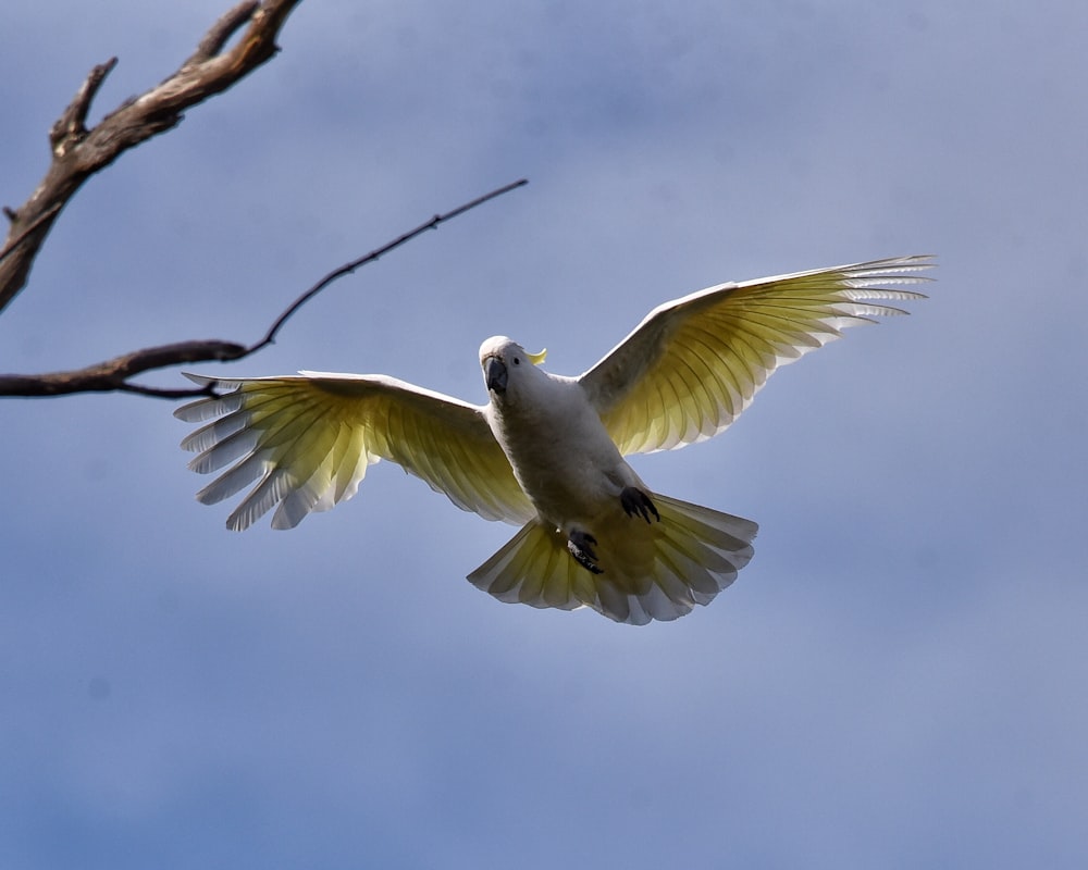 a bird flying in the air