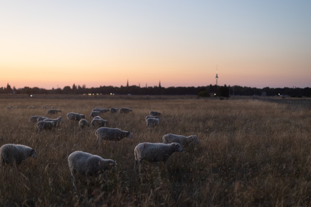 a herd of sheep grazing in a field