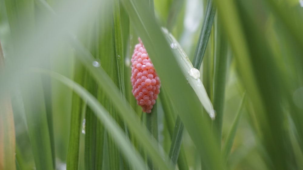 a close up of a flower