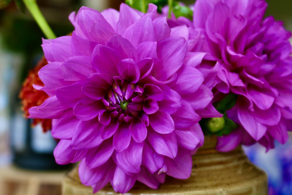 a group of purple flowers