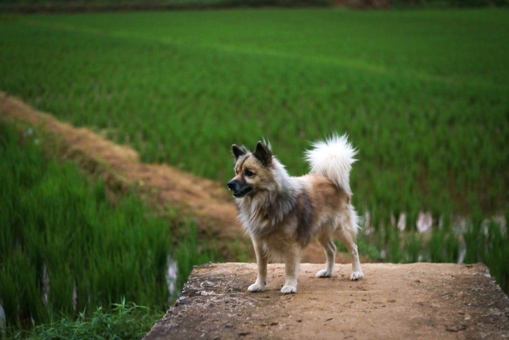 a dog standing on a dirt path