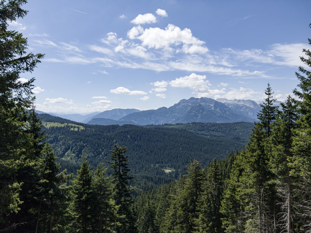 a forest of trees with mountains in the background