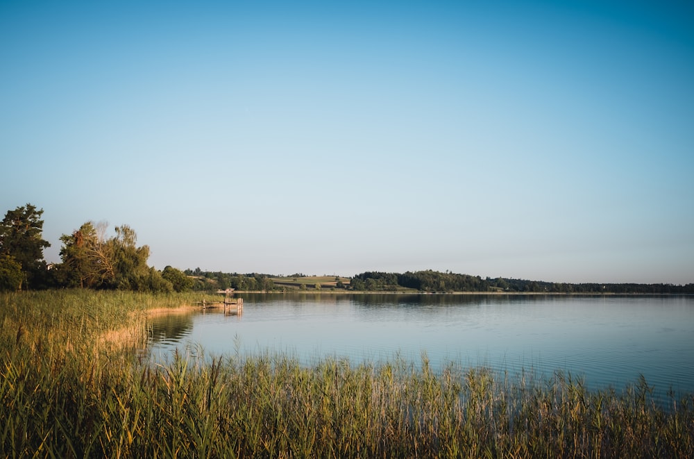 a body of water with grass and trees around it