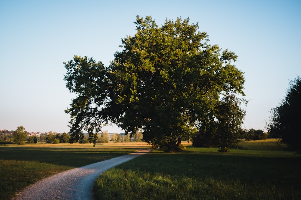 a tree in a field