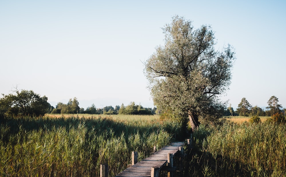 a wooden path through a field of grass and trees