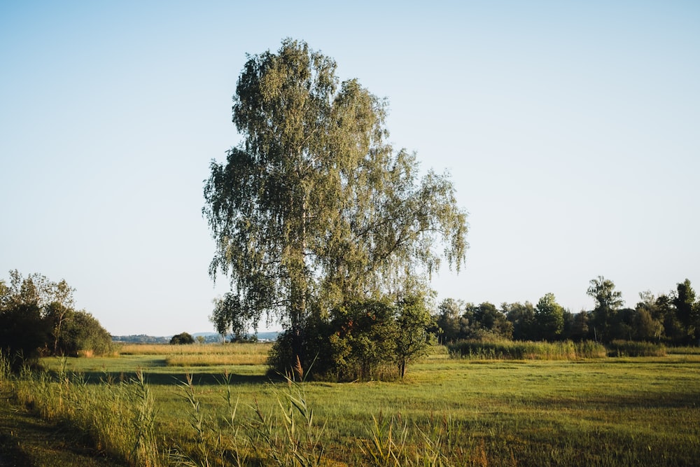 a tree in a field