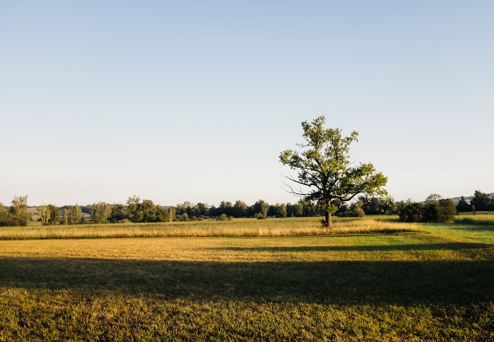 Ein Baum auf einem Feld