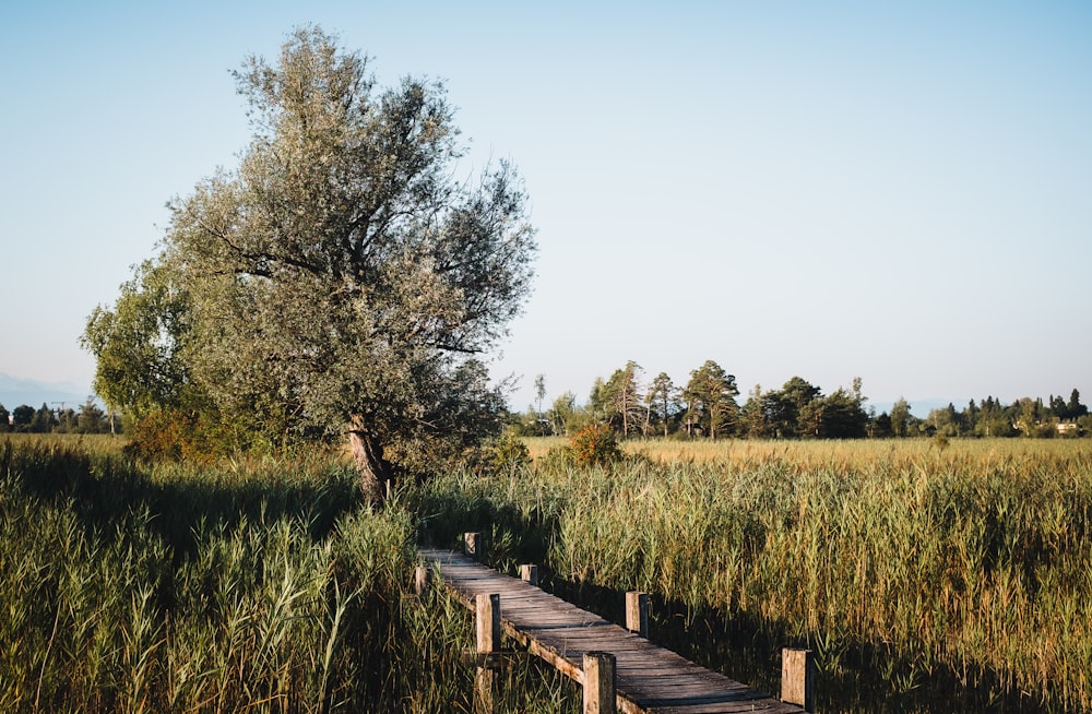 eine Holzbrücke über ein grasbewachsenes Feld