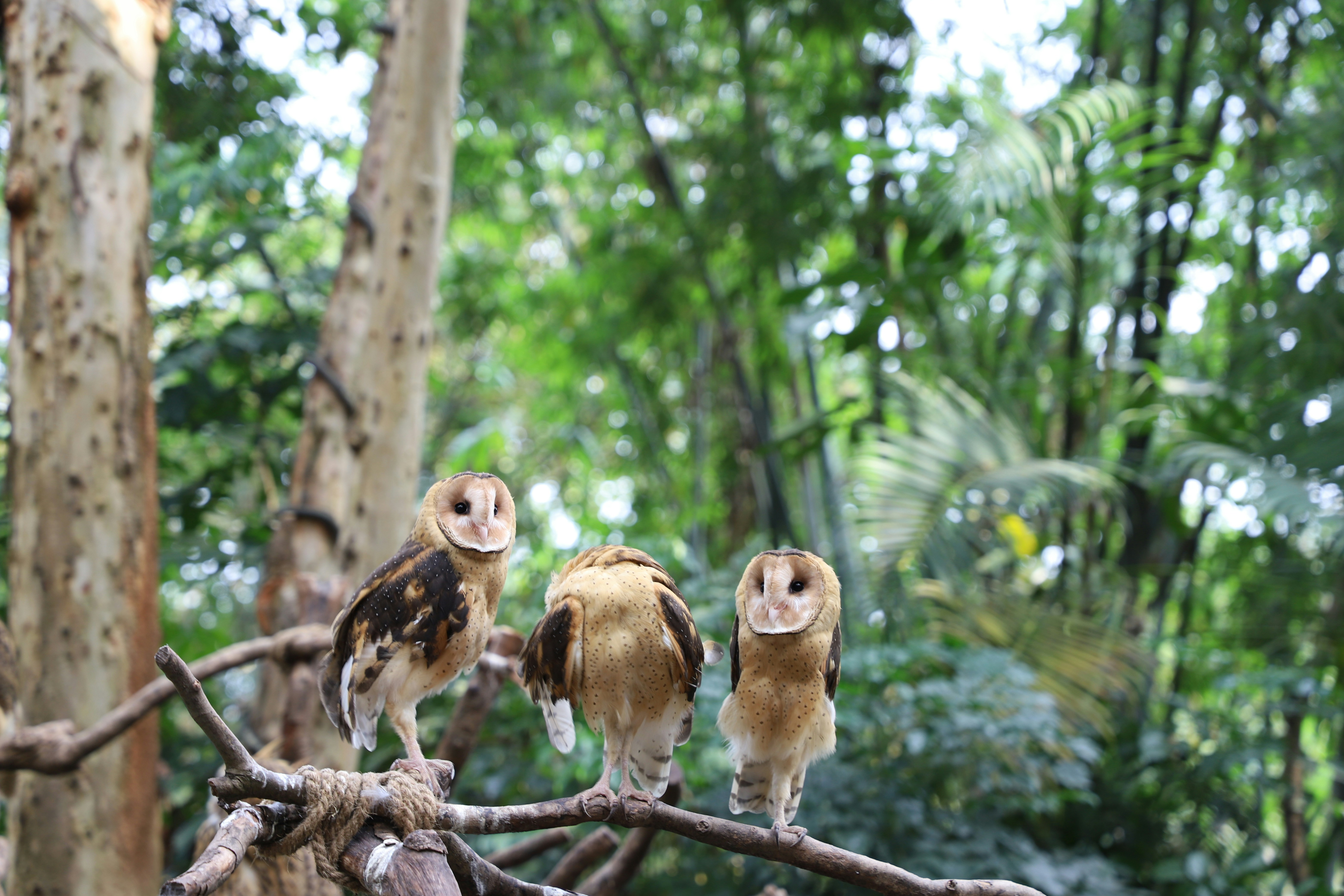Owl