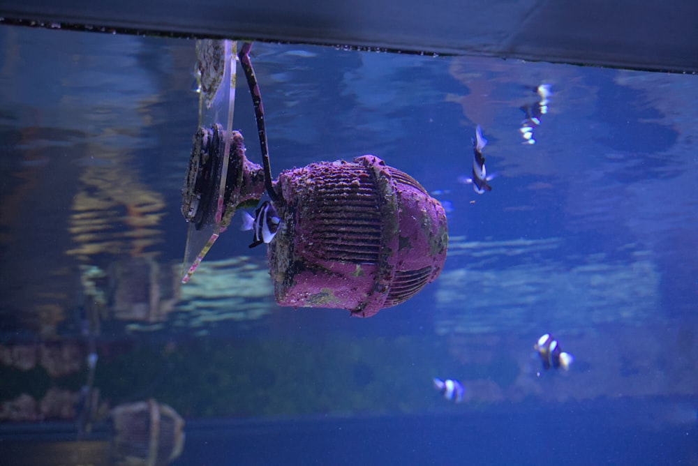 a person in a tank with a large pink ball