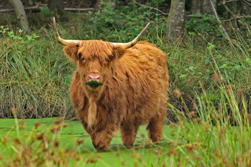 a brown animal with horns