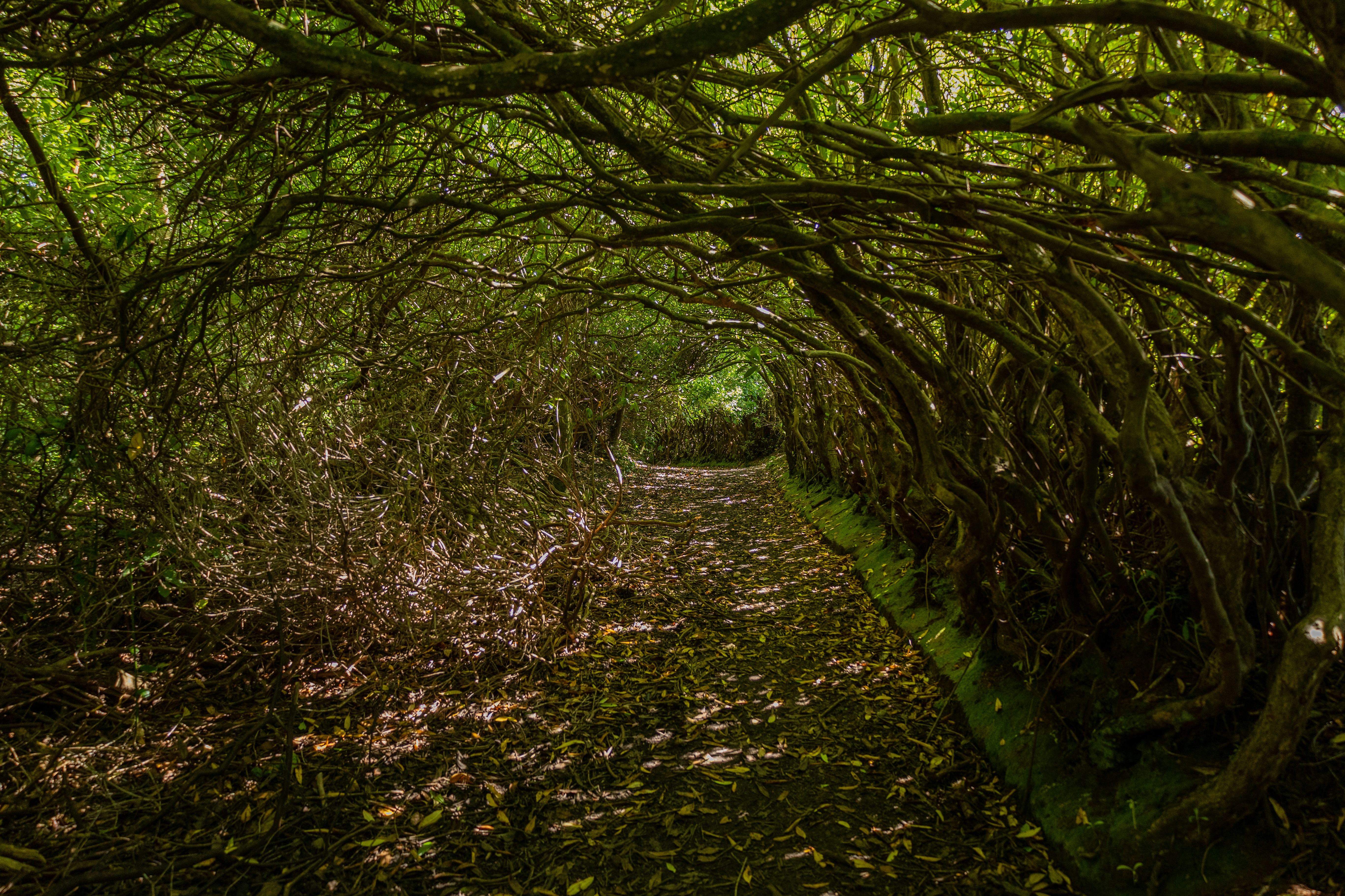 Foto Un camino a través de un bosque – Imagen Dumbartón gratis en Unsplash