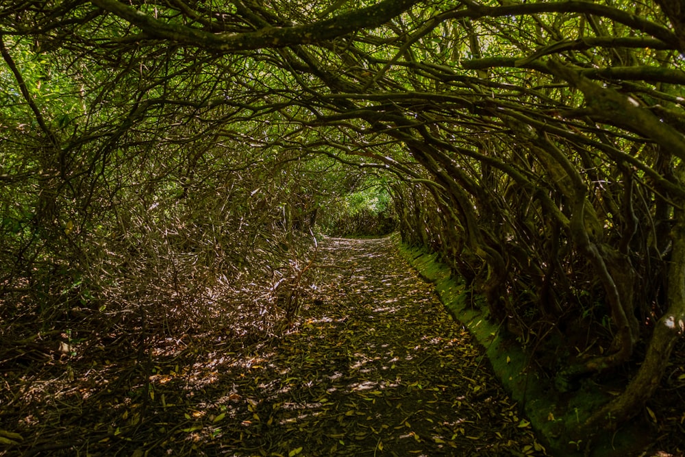 a path through a forest