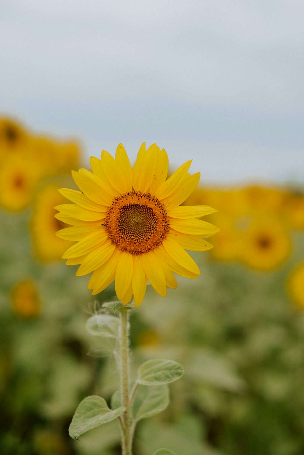 a close up of a sunflower