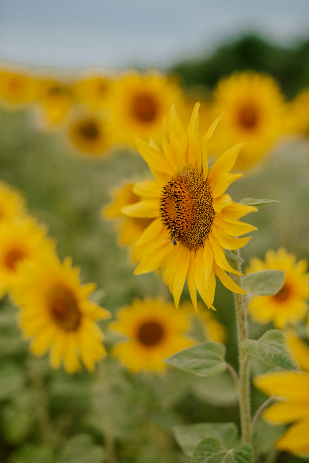 a field of sunflowers