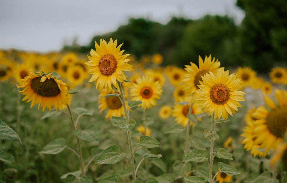 a field of sunflowers