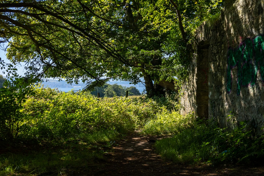 a path through a forest