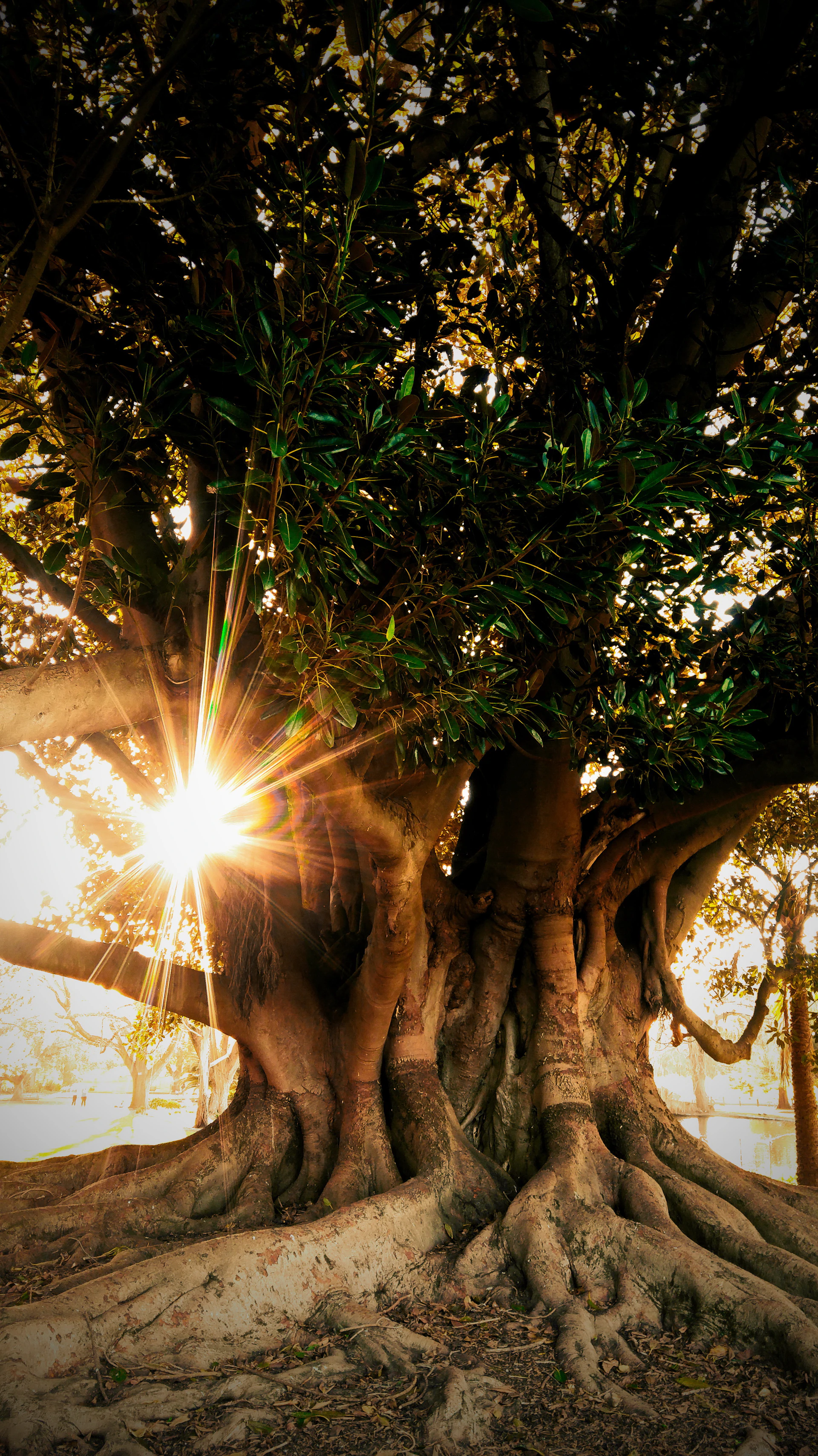 a tree with the sun shining through it