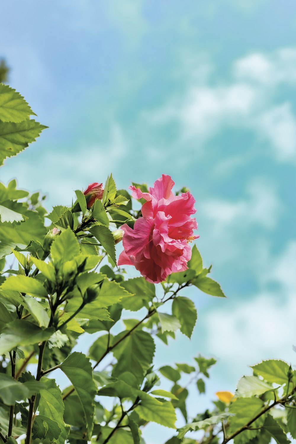 a pink flower on a bush