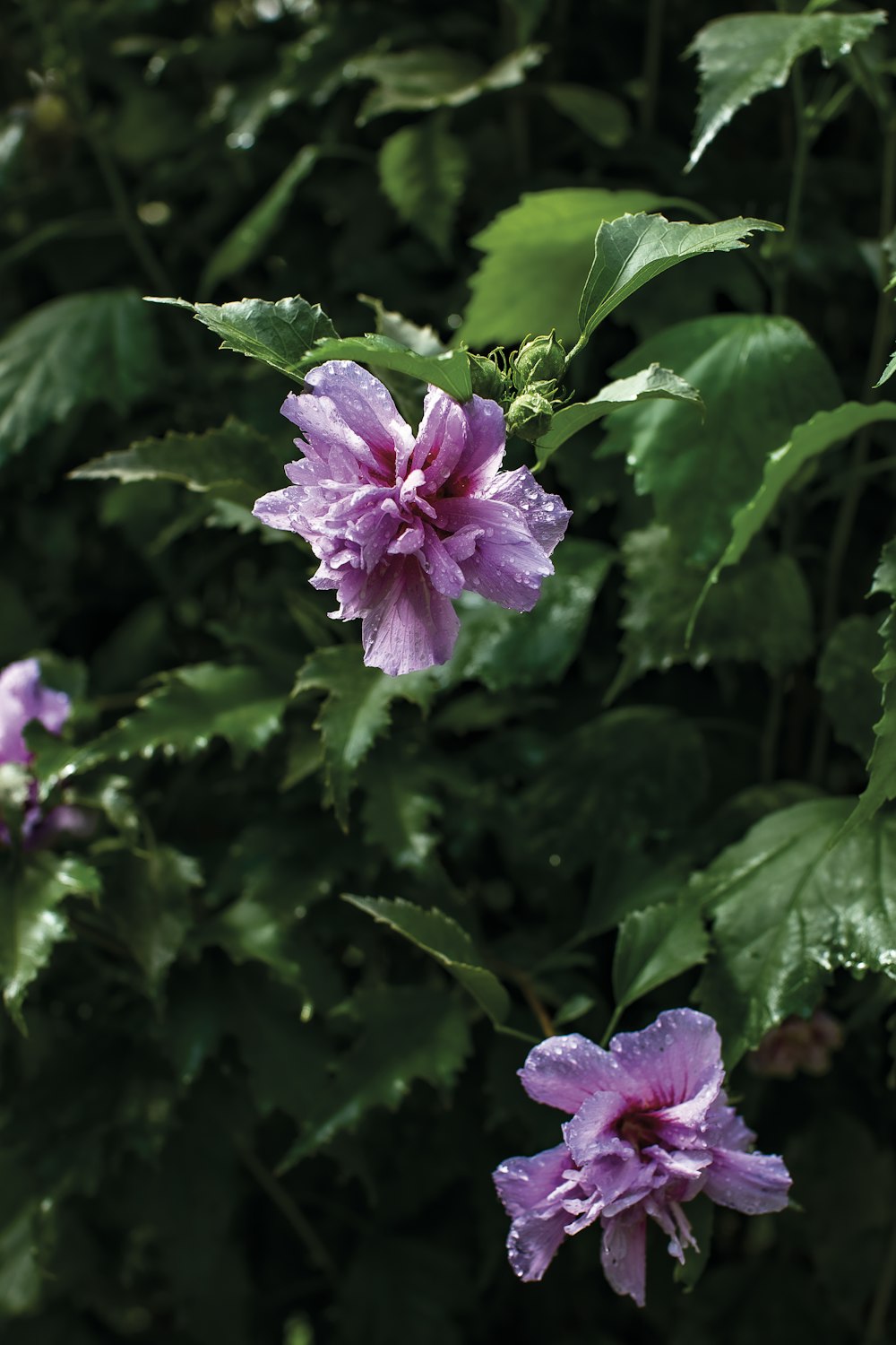 a purple flower surrounded by green leaves