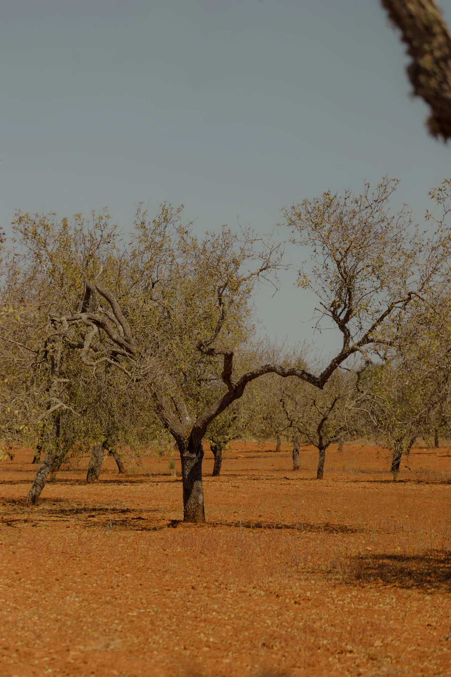 Frühlingslandschaft auf Mallorca