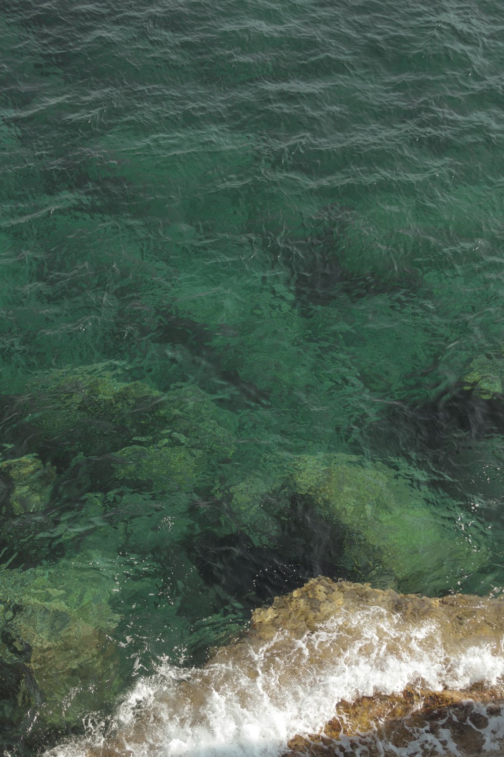 a body of water with rocks and plants