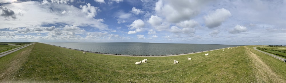 Eine Gruppe Schafe auf einem Feld