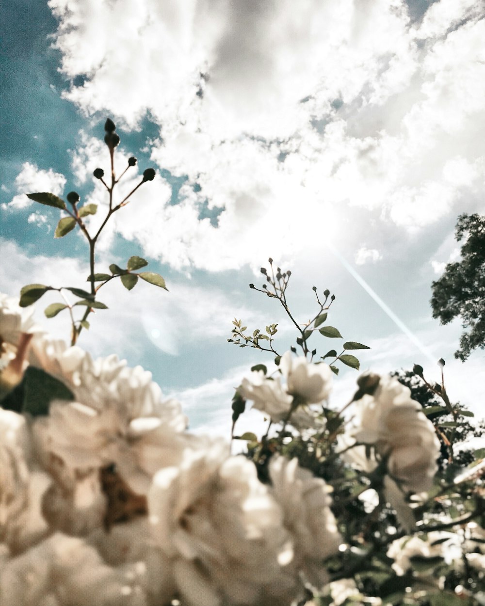 a close up of flowers