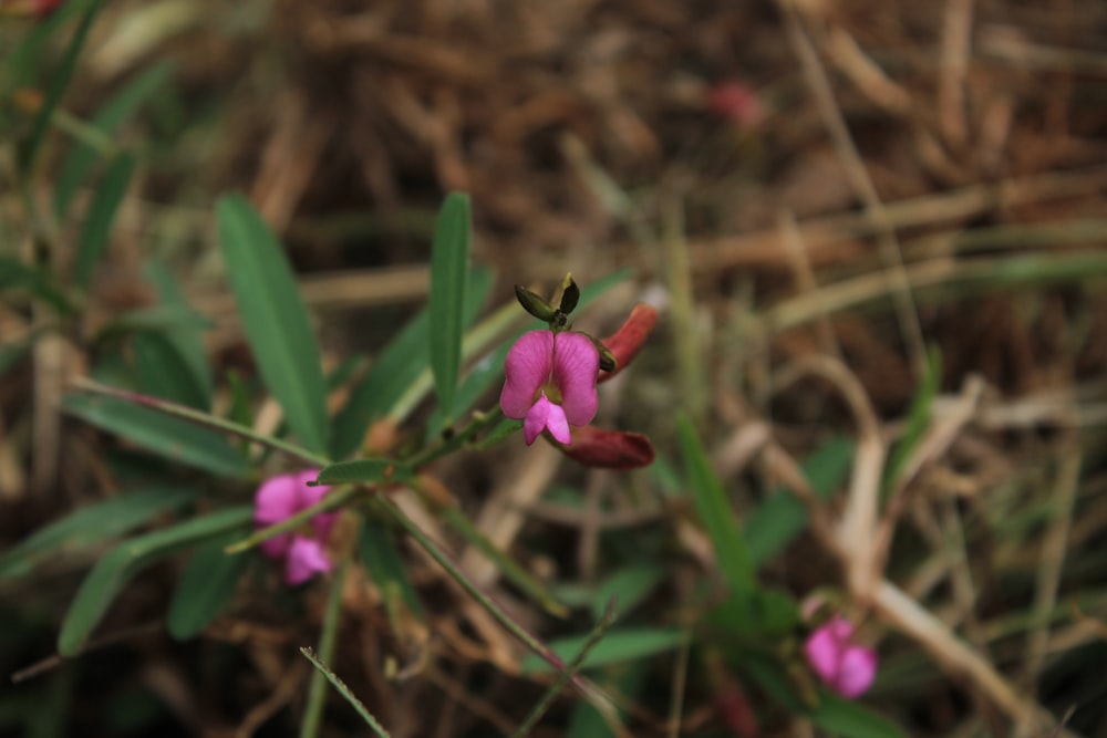 a small purple flower