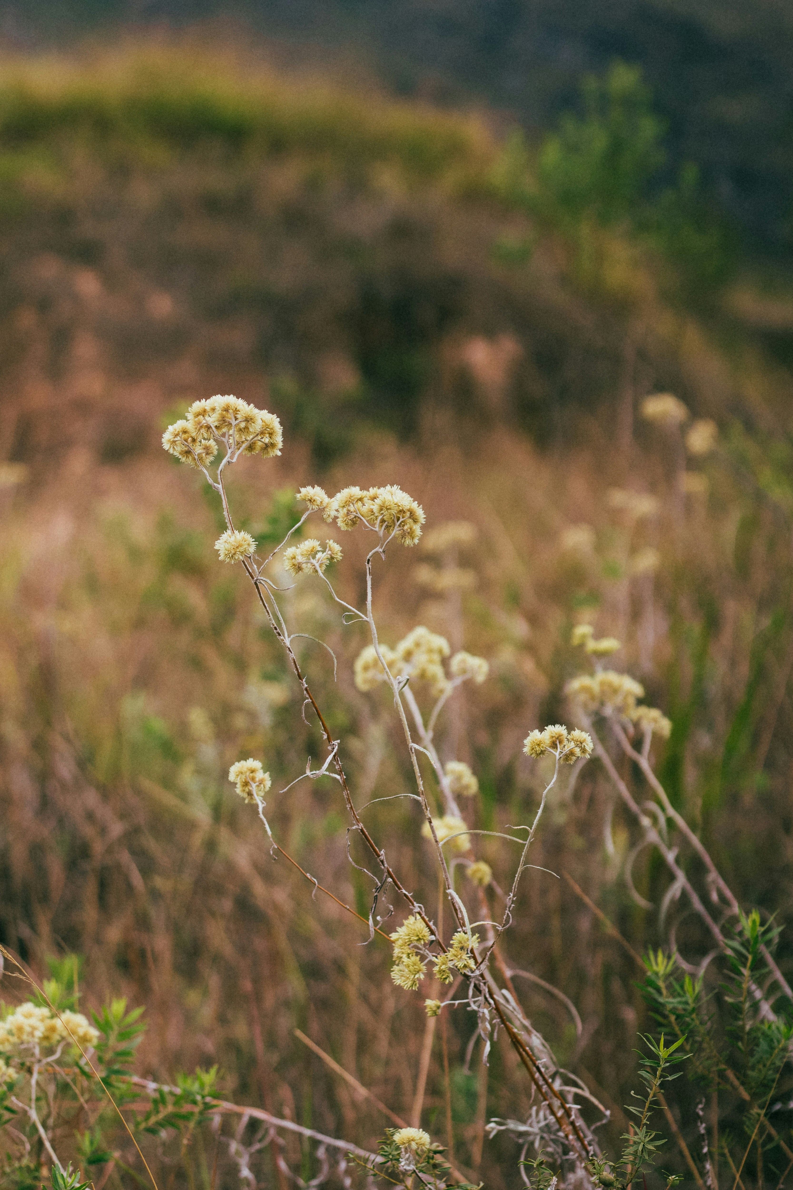 Photo by katesantosm