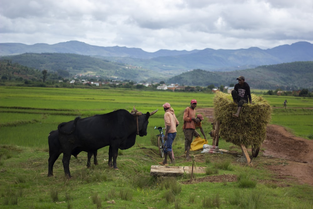 a group of people stand around a cow