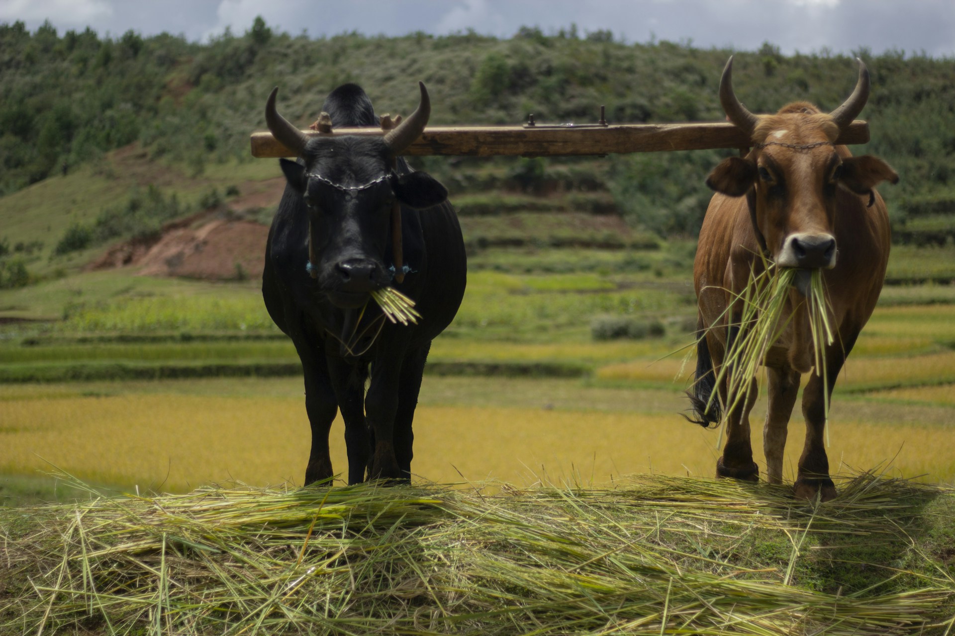 a couple of cows stand in a field