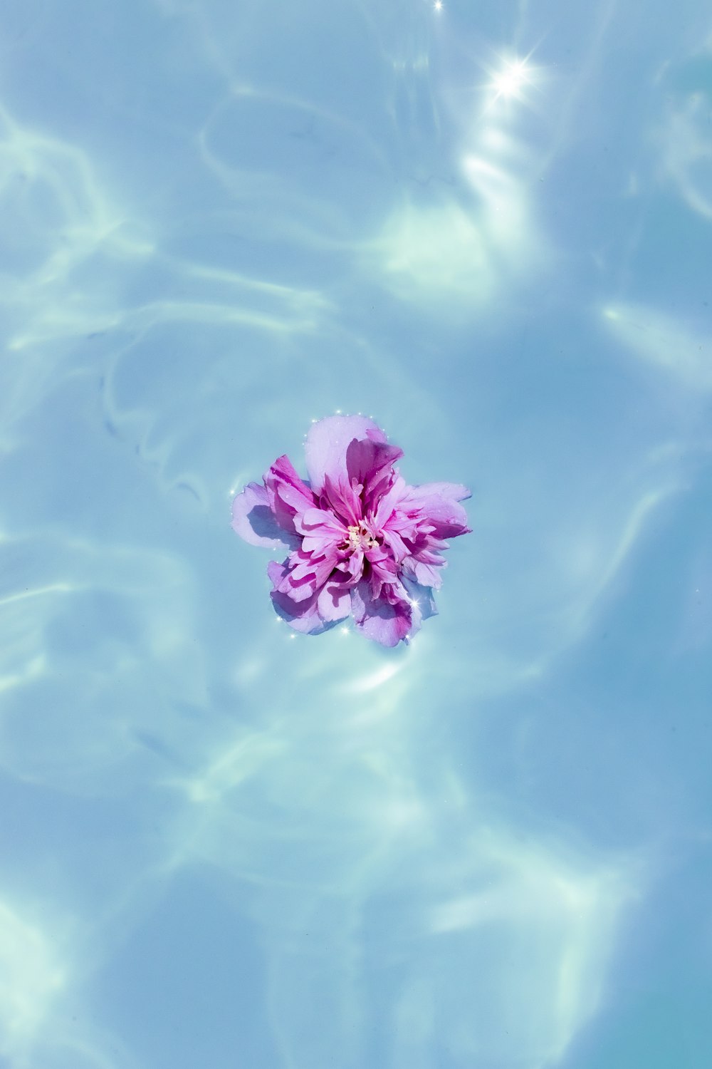 a purple flower in the sky