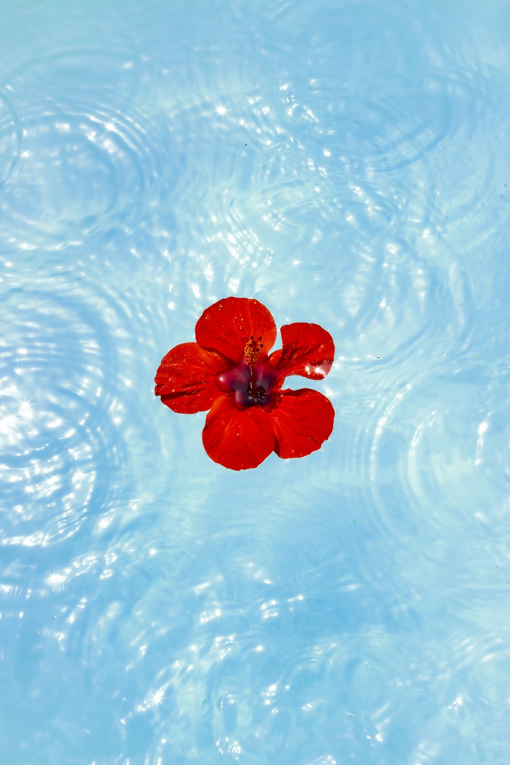 a red flower floating in water