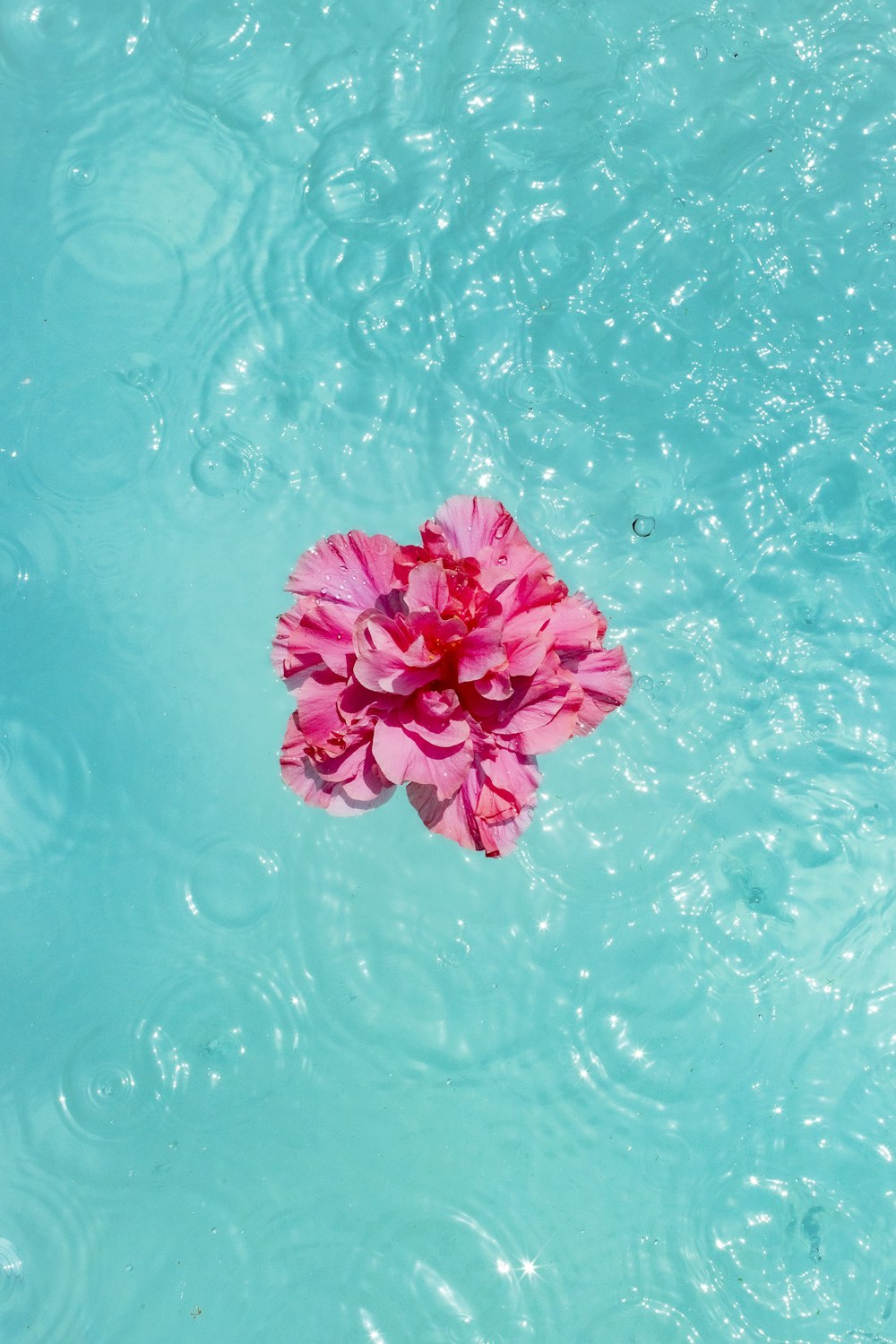 a pink flower in a pool