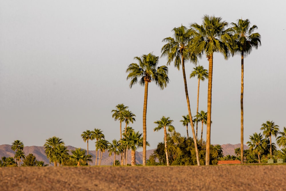 a group of palm trees