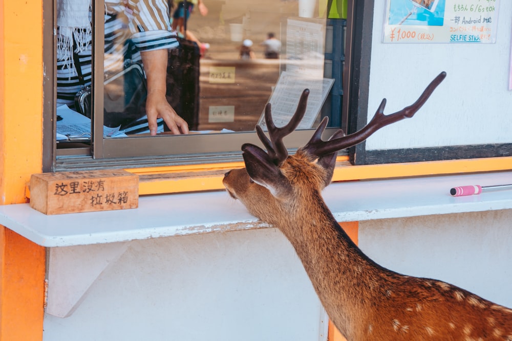 a statue of a deer