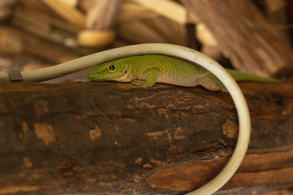 a green snake on a log