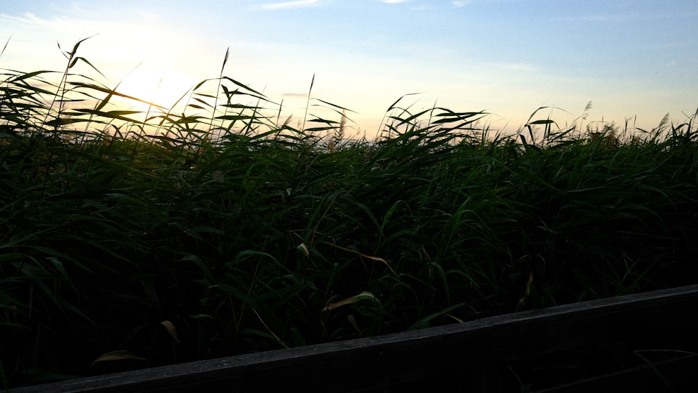 a field of grass