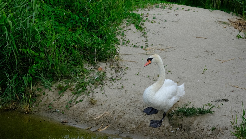 a white duck on a dirt path