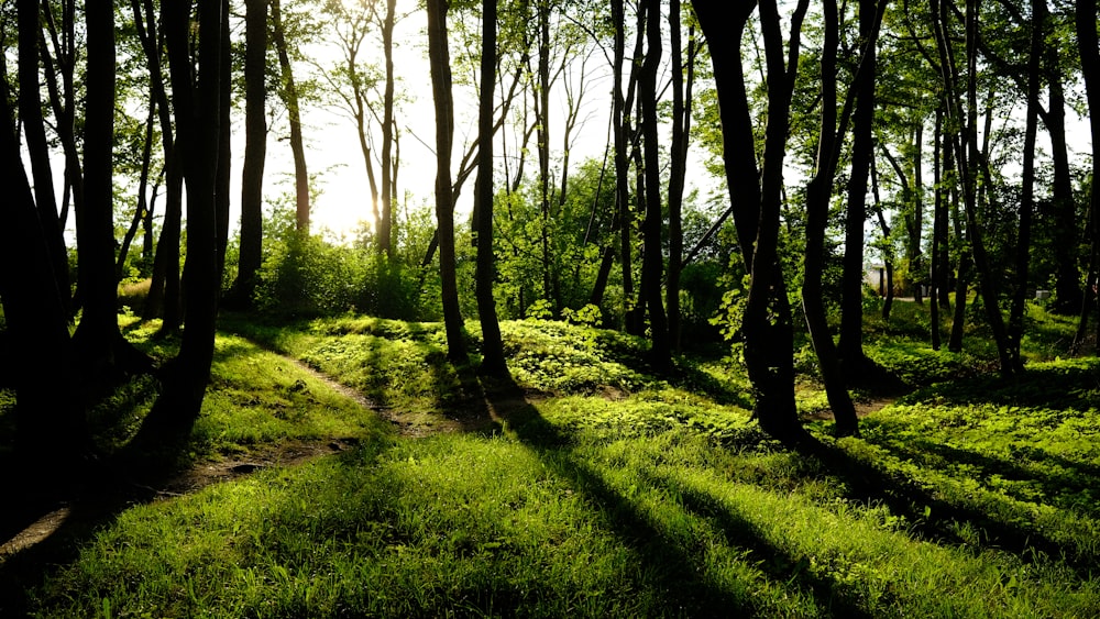 a grassy area with trees around it