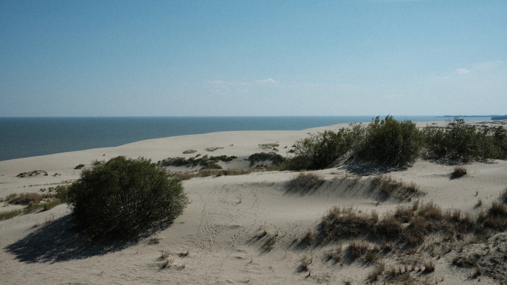 a sandy beach with bushes and water