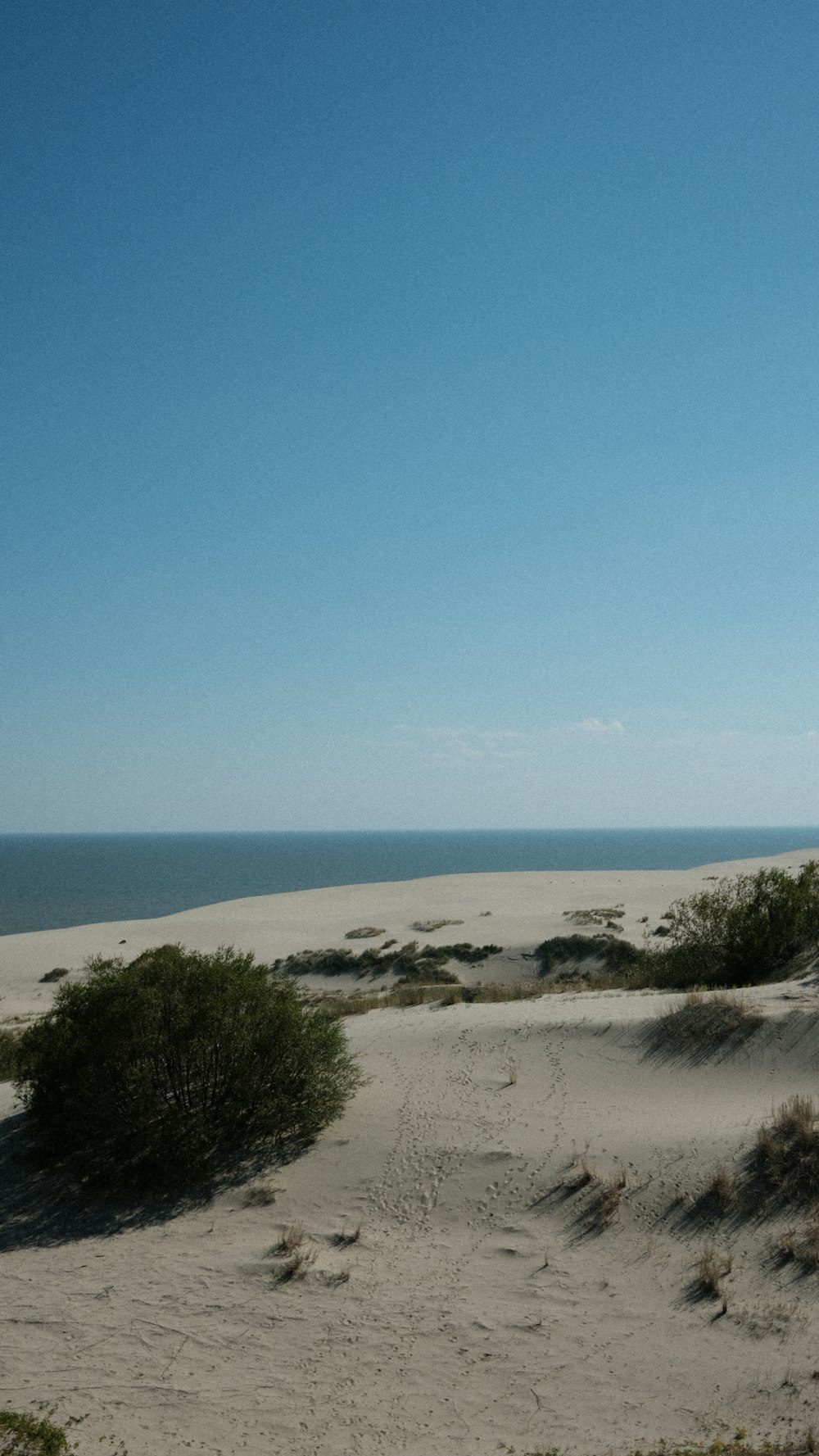 a sandy beach with bushes and water in the background