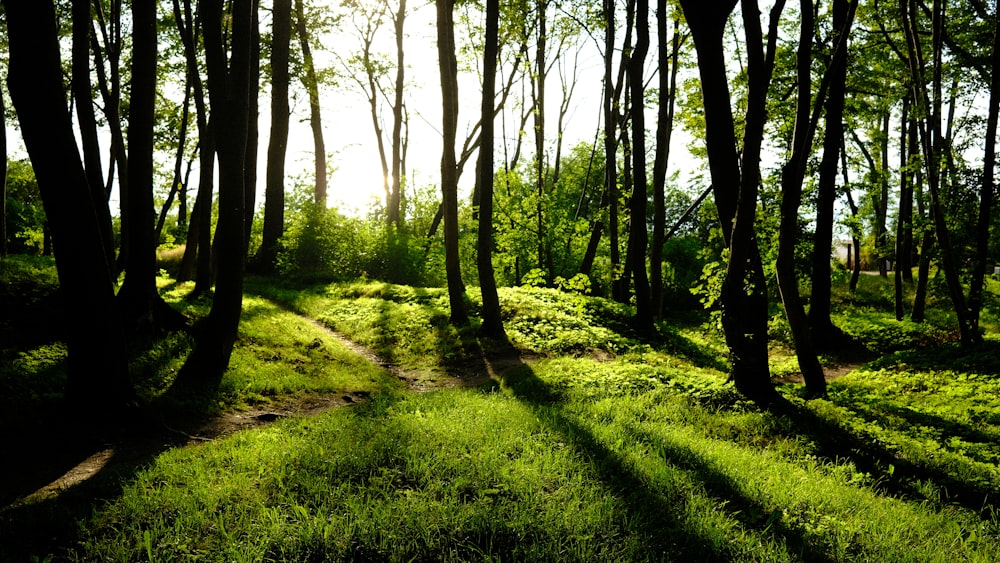 a grassy area with trees in the back