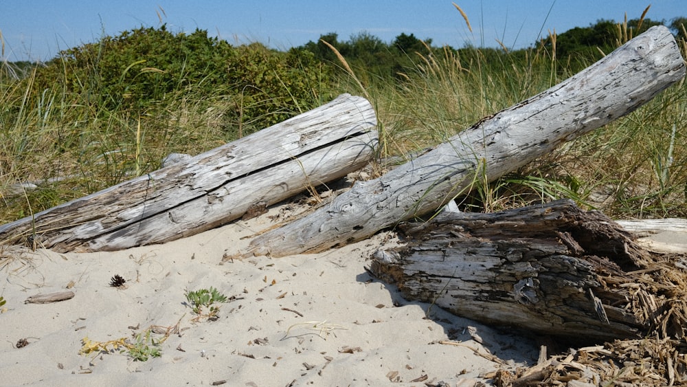 a group of logs on a beach