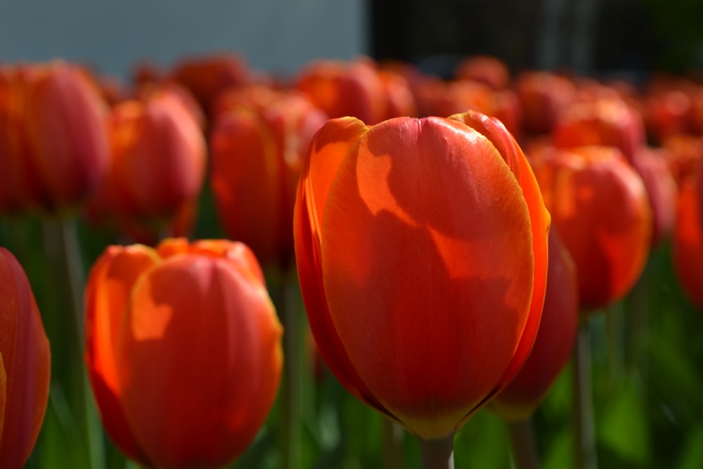 a close up of some flowers