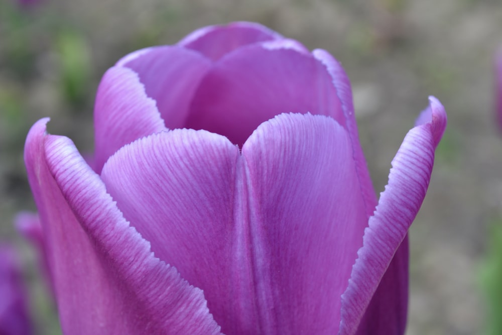 a close up of a flower