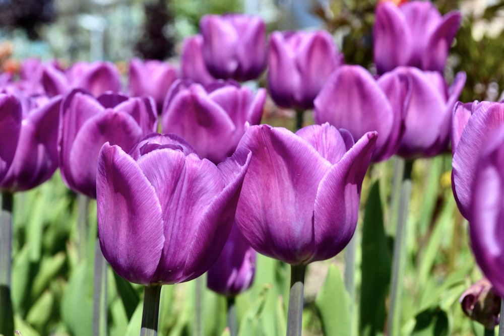 a group of pink flowers